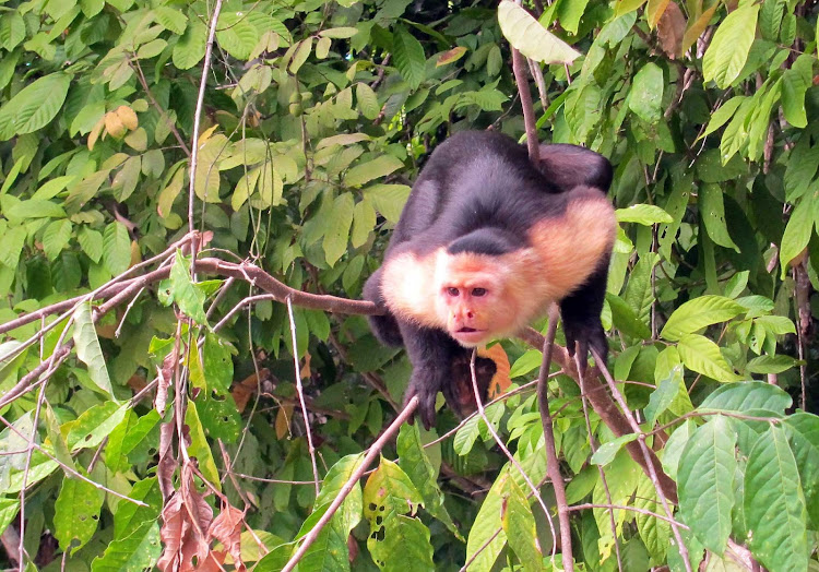 A capuchin monkey spotted in the wild in Panama. 