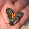 Large yellow underwing