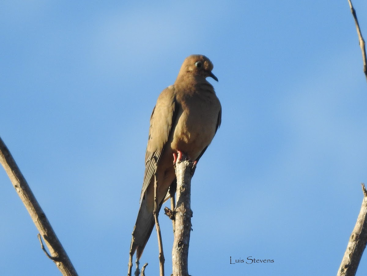 Mourning Dove