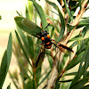 Bottlebrush sawfly & eggs