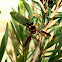 Bottlebrush sawfly & eggs