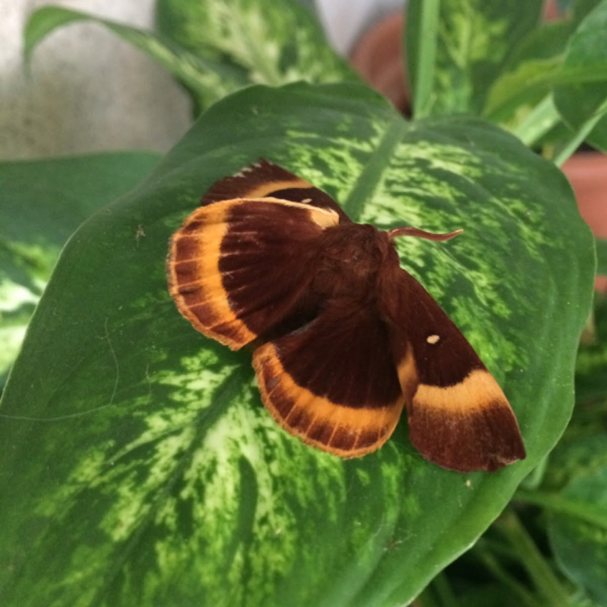 Oak Eggar