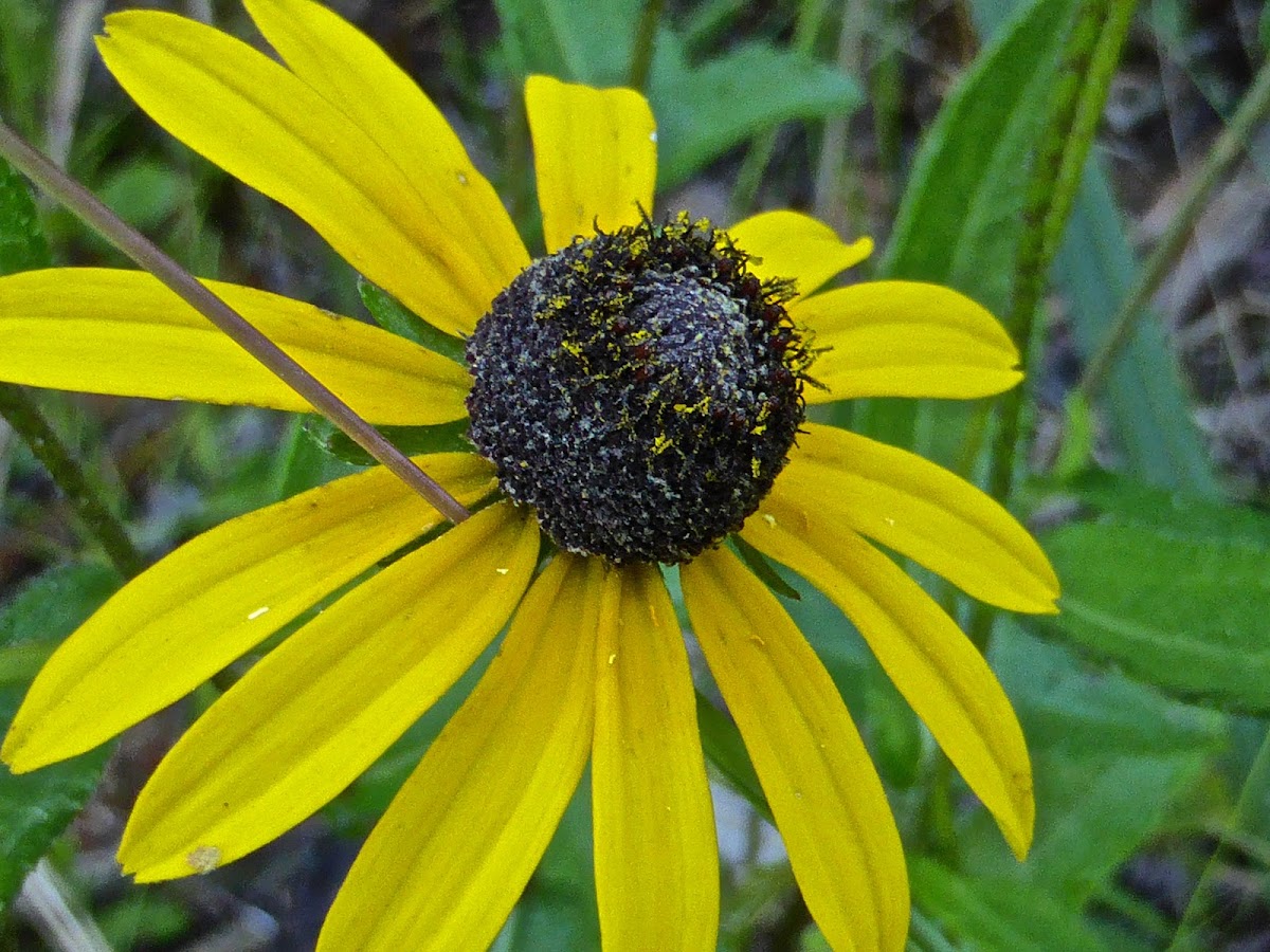 Black-Eyed Susan