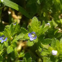 Bird's Eye Speedwell