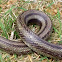 Eastern Rat Snake