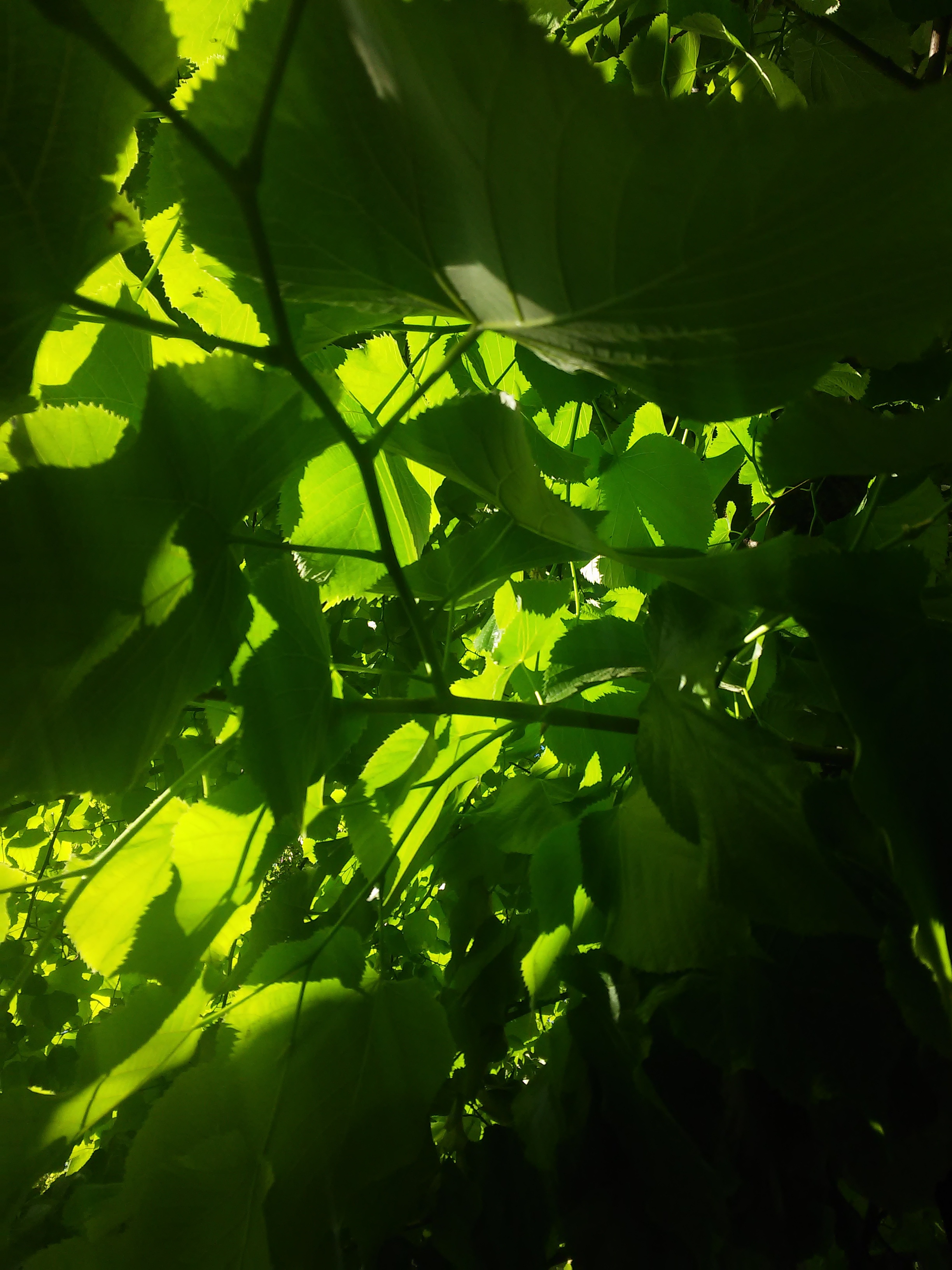 aria verde di francescaCor