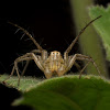 Lynx Spider Male