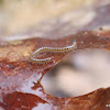 Spotted snake millipede