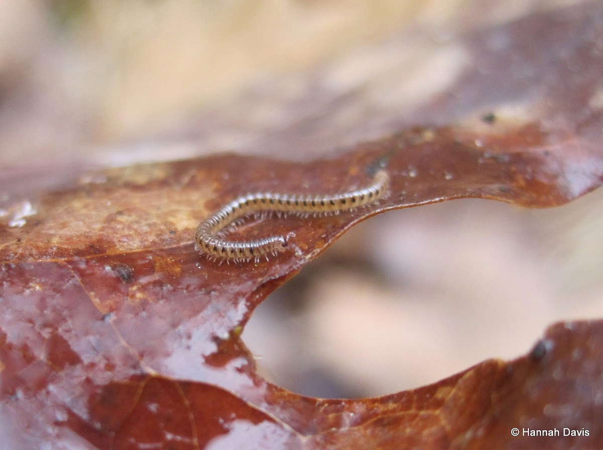 Spotted snake millipede