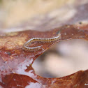 Spotted snake millipede