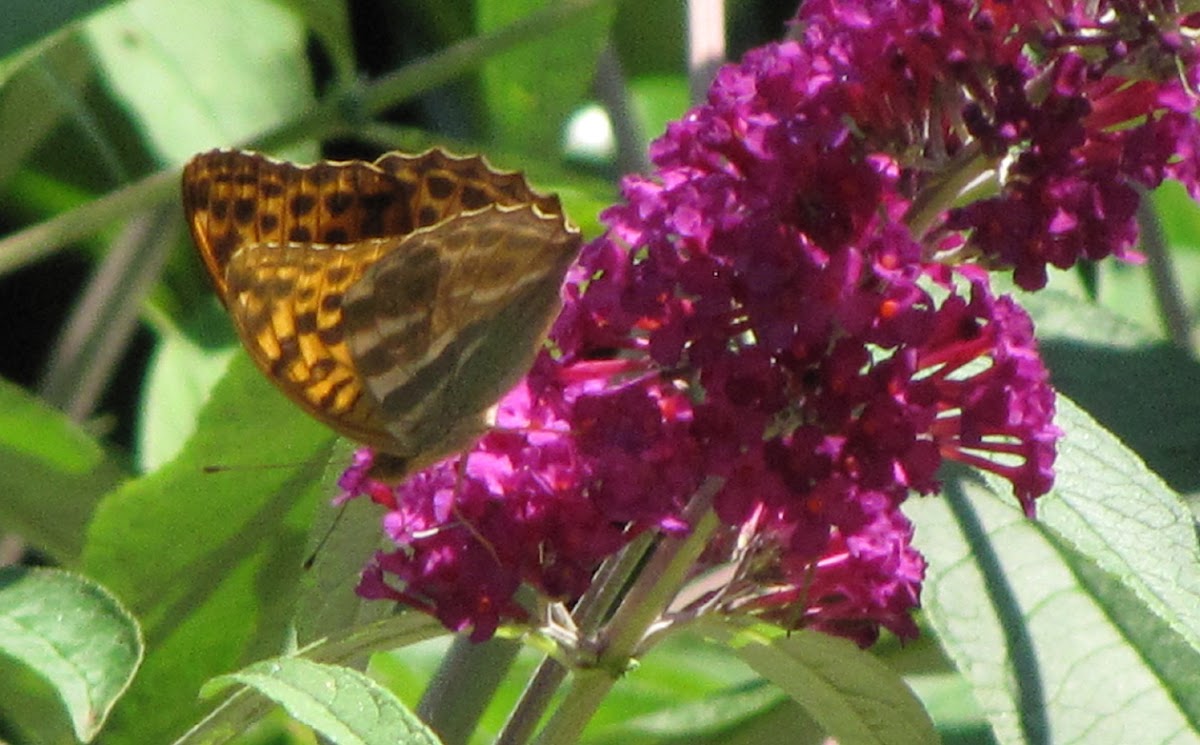 Silver-washed Fritillary