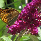 Silver-washed Fritillary