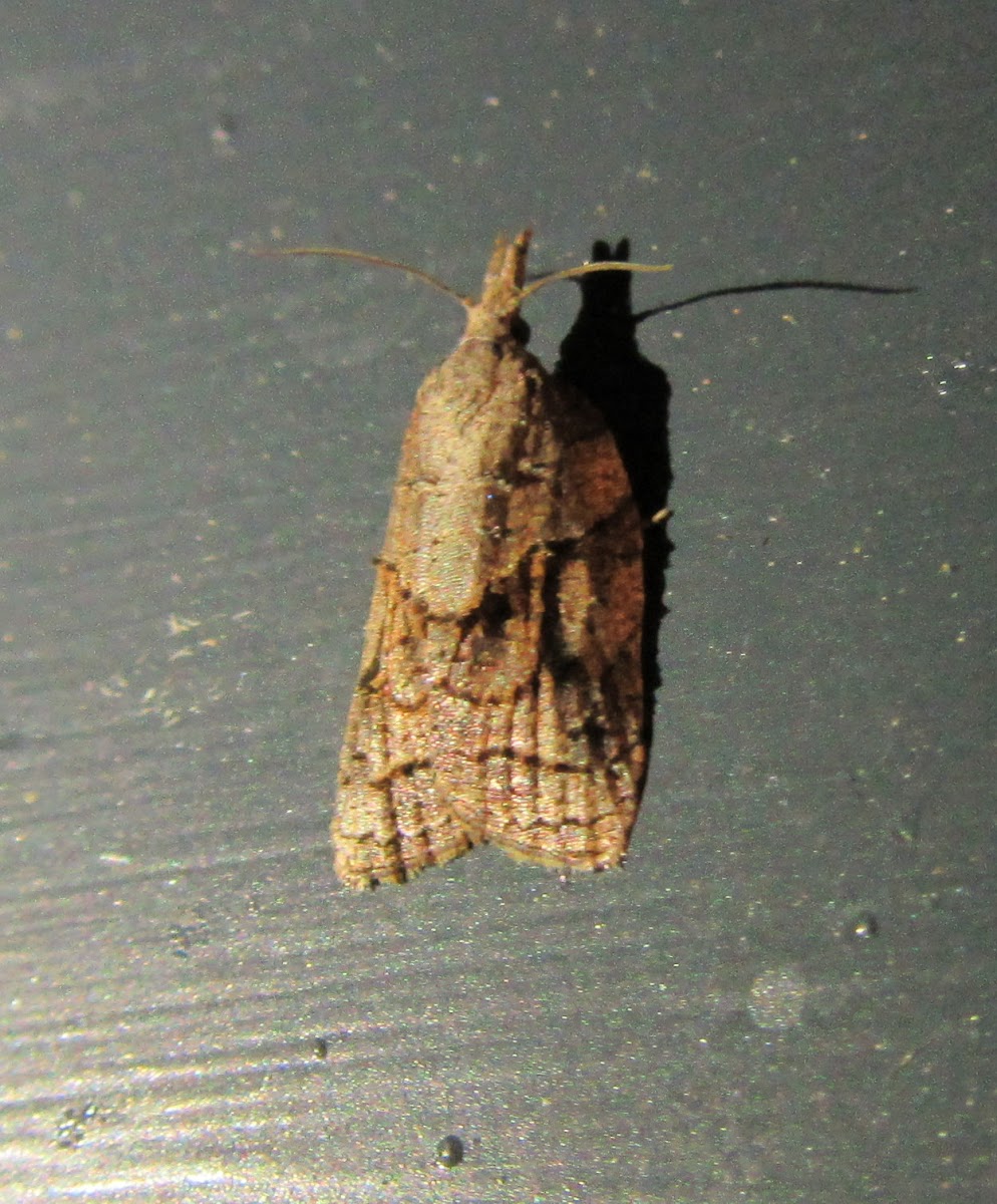 Tufted Apple Bud Moth