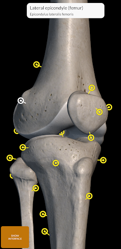 Screenshot Skeleton | 3D Anatomy