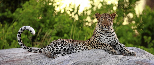 A leopard at the Motswari Private Game Reserve, which shares an unfenced border with the Kruger National Park, gives its best 'camera eyes'