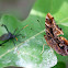 Eastern Comma