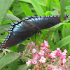 Red spotted purple butterfly