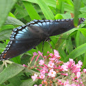 Red spotted purple butterfly