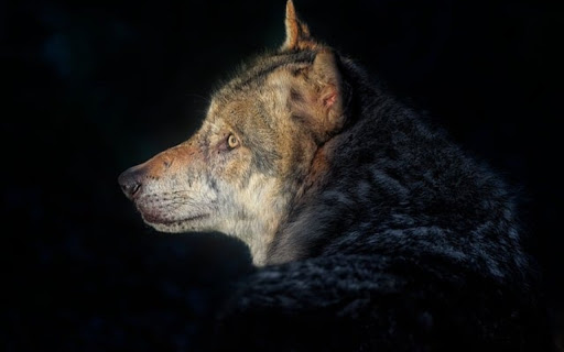 GRAY WOLF THEME Preview 1
