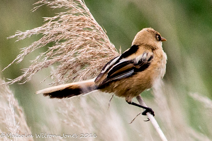 Bearded Tit