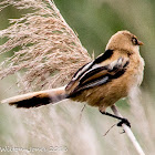 Bearded Tit