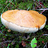 Orange Birch Bolete