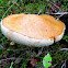 Orange Birch Bolete