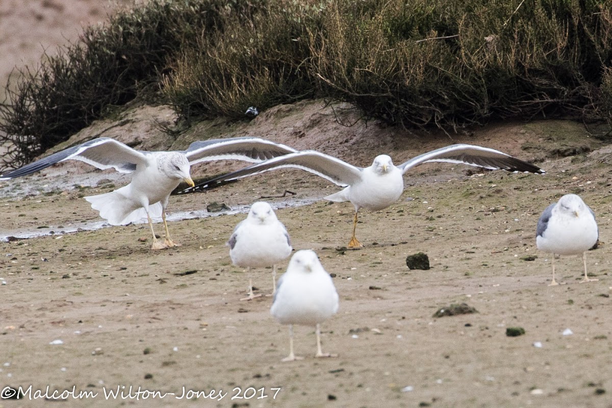 Yellow-legged Gull