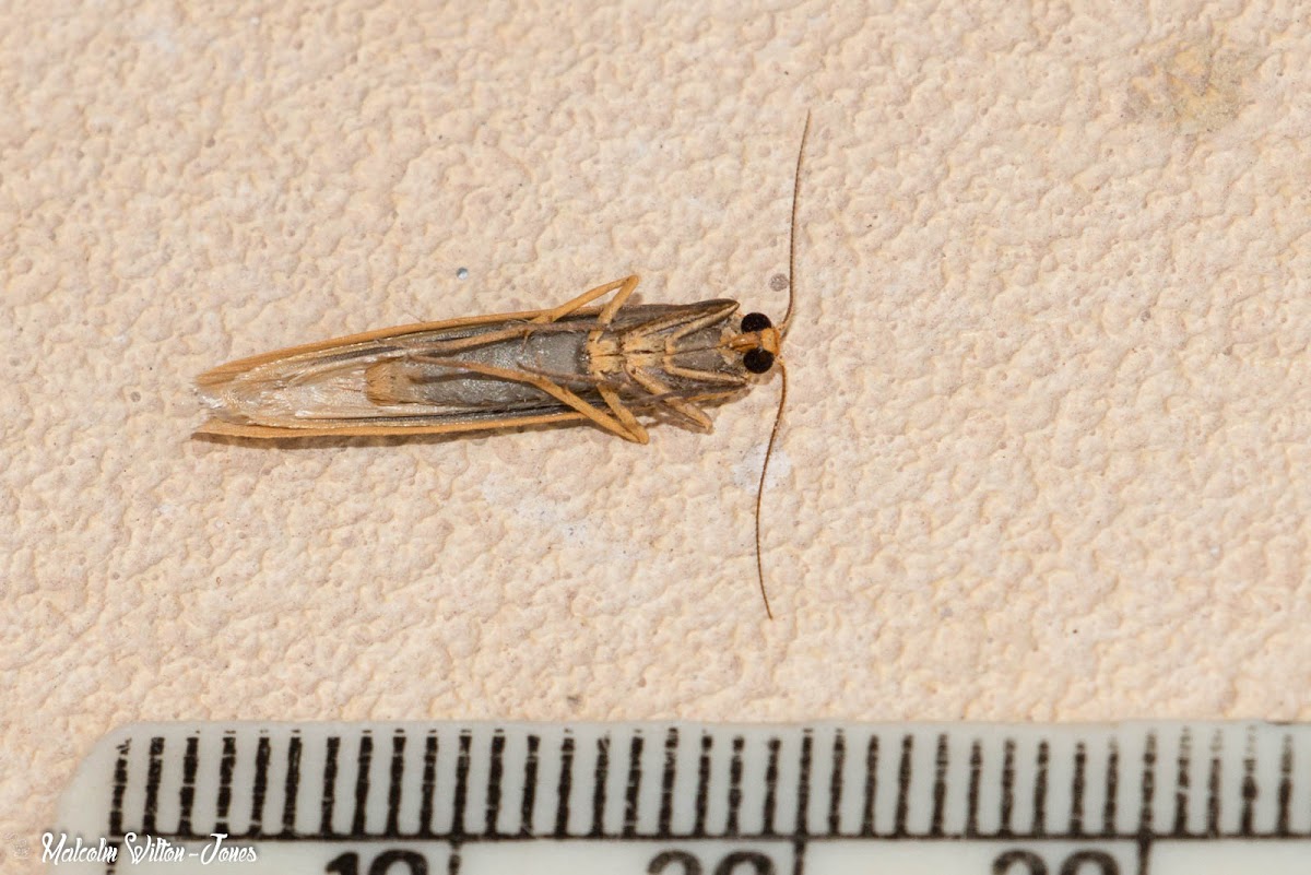 Hoary Footman