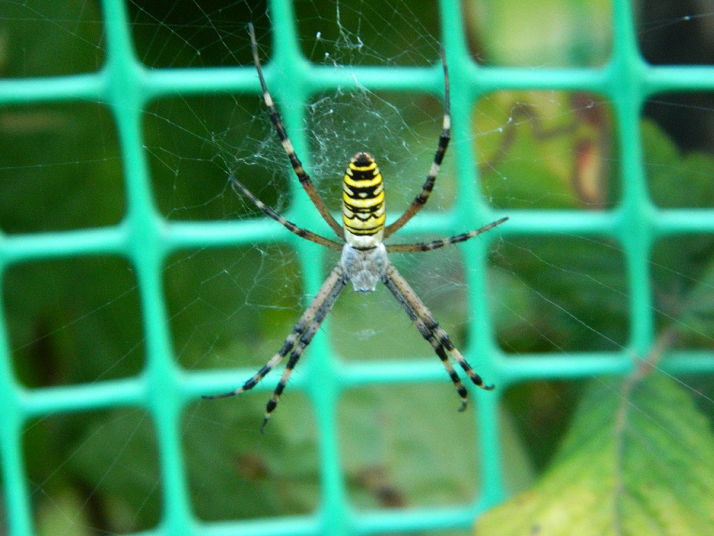 The wasp spider