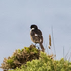 Stonechat