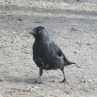 Jackdaw