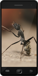 How to get Carpenter Ants 1.0 apk for laptop