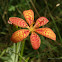 Blackberry Lily