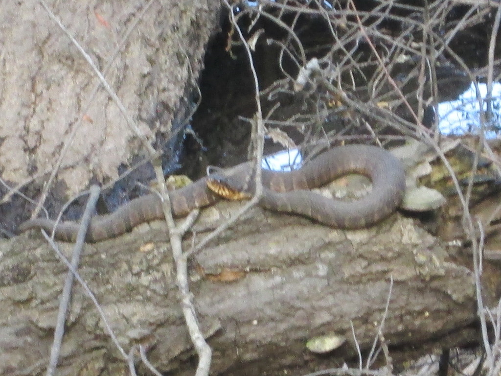 Banded Water Snake