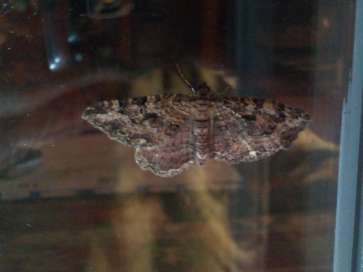 Barberry Geometer