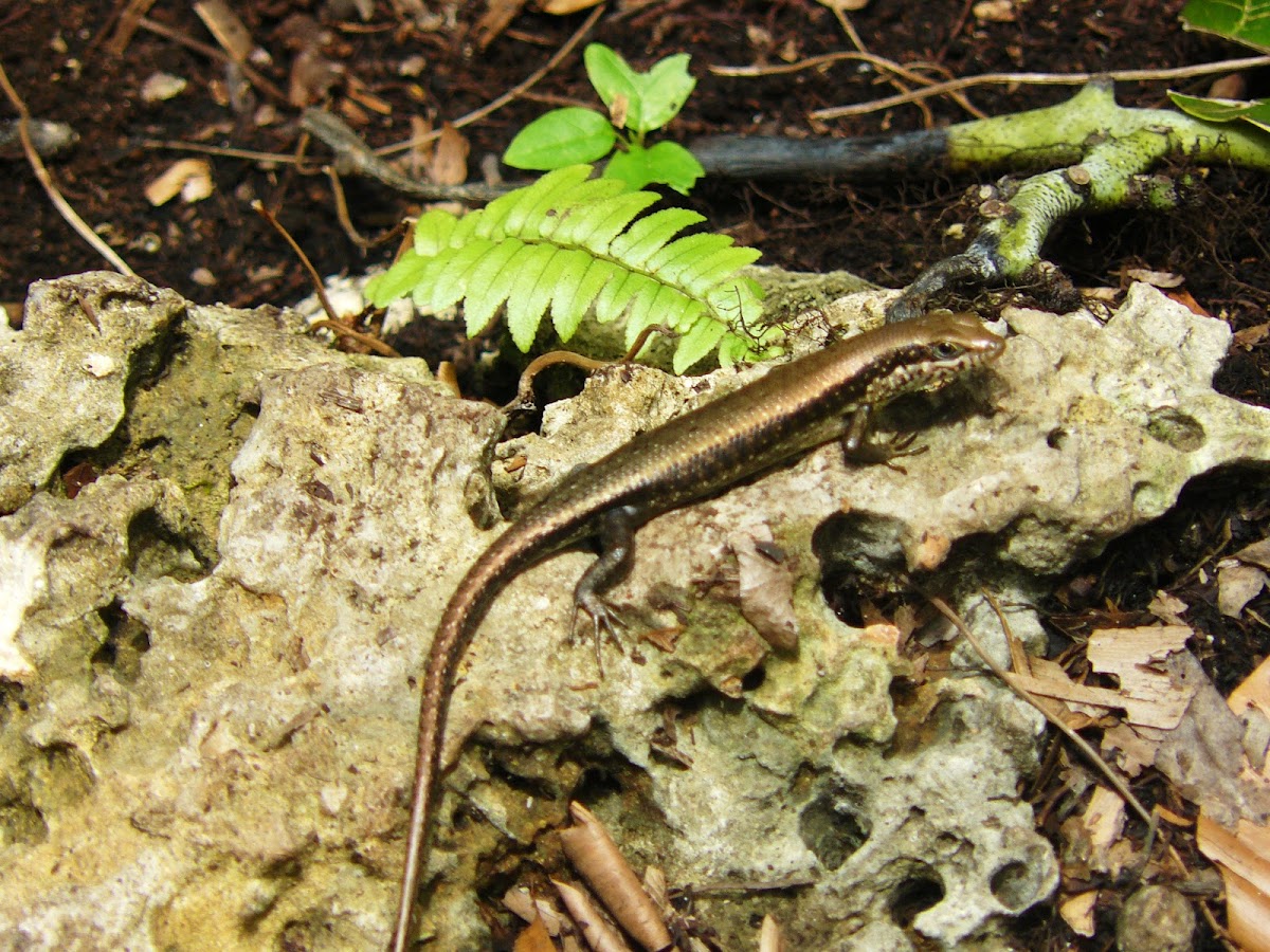 Speckle-lipped skink