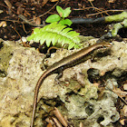 Speckle-lipped skink