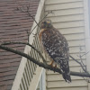 Red Shoulder Hawk