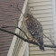 Red Shoulder Hawk