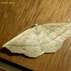 Geometrid Moth