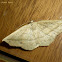 Geometrid Moth