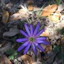 Ten-petal thimbleweed or Ten-petaled anemone