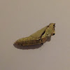 Great Southern White Butterfly - Pupa