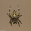 Garden Spider