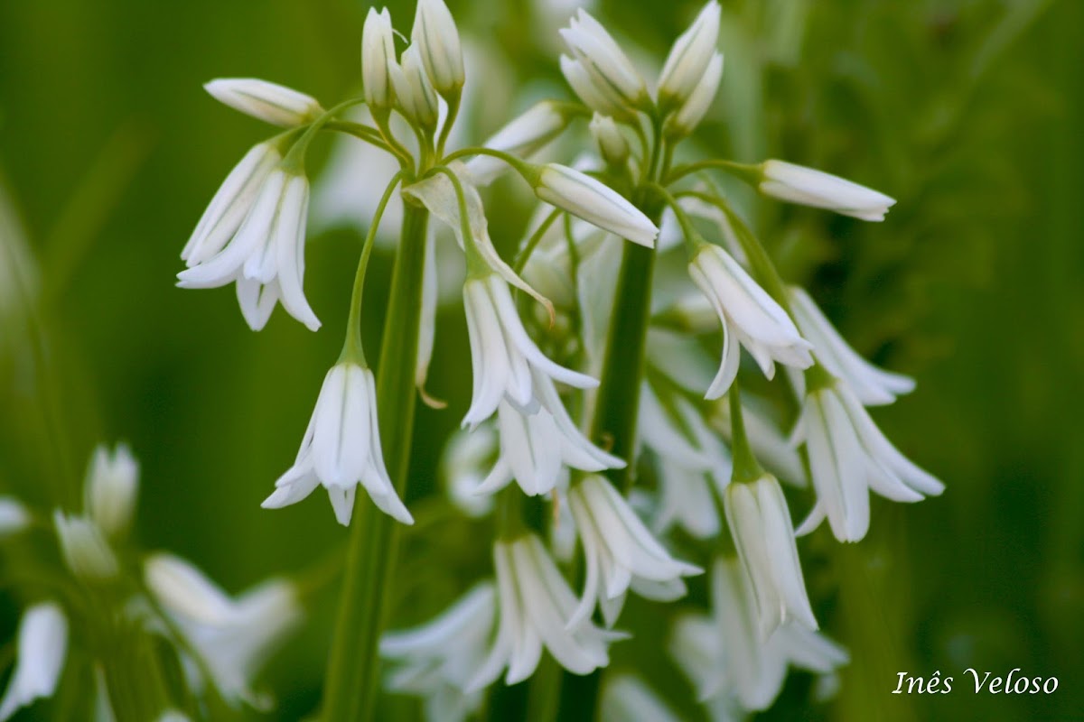 Three-cornered Leek