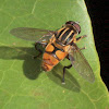 Wasp-mimicking hoverfly