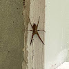 Nursery Web Spider