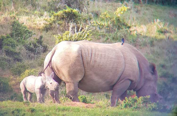 HELLO, BABY: The first sighting of Thandi the rhino with her tiny calf