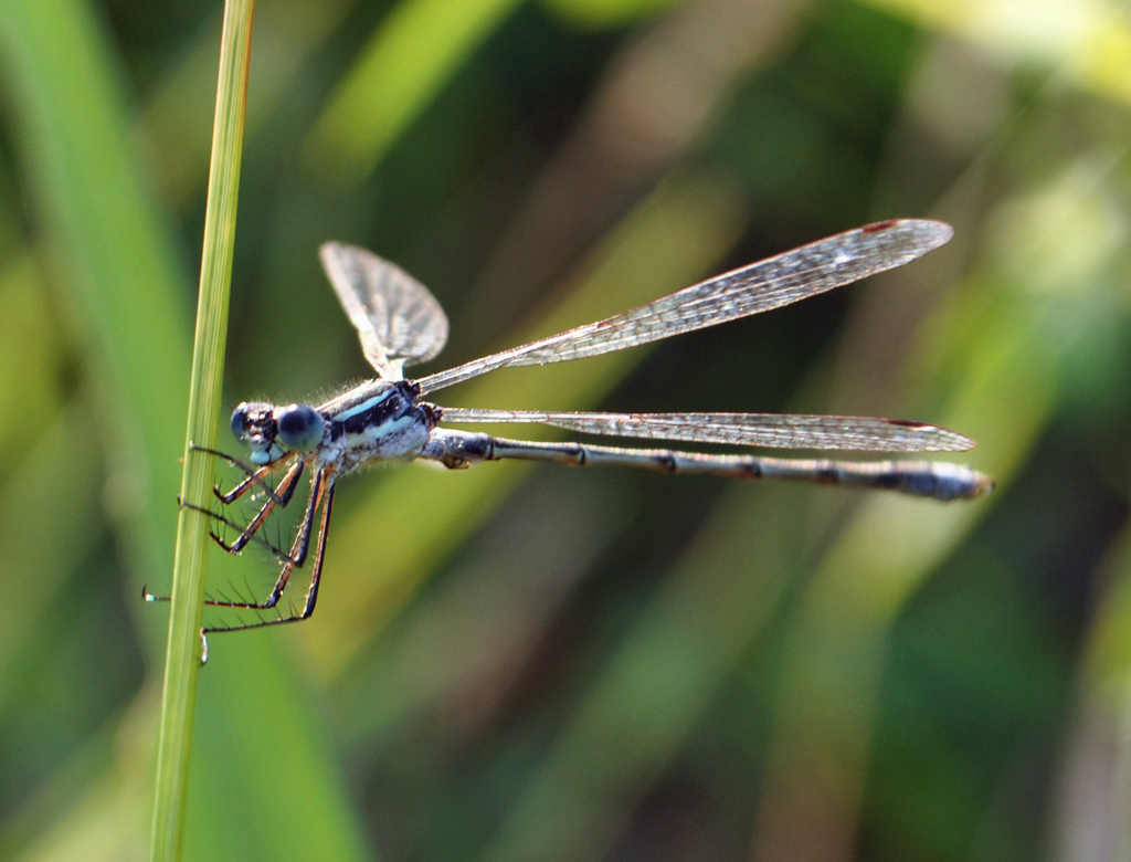 Lyre-tipped Spreadwing